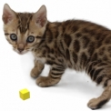 Chaton Chat Bengal de race – prix 1000 €.