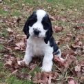 Cocker Anglais Spaniel disponible dans le Jura