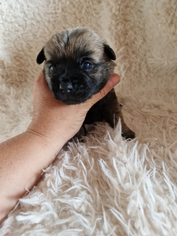 Petit mâle Cairn Terrier né le 28/07/2024 est proposé – vendu 1200 €.