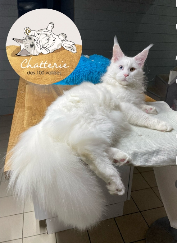 Petite femelle  n�e le 07/10/2025 est propos�e � vendue 1600 �.