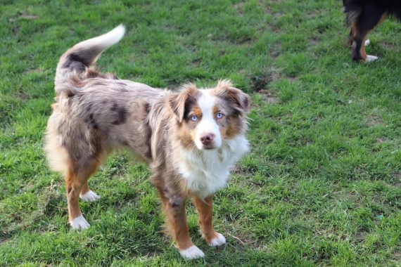 Petite femelle  née le 03/12/2025 est proposée – vendue 1710 €.