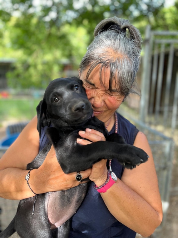 Petite femelle Labrador née le 17/05/2024 est proposée – vendue 1400 €.