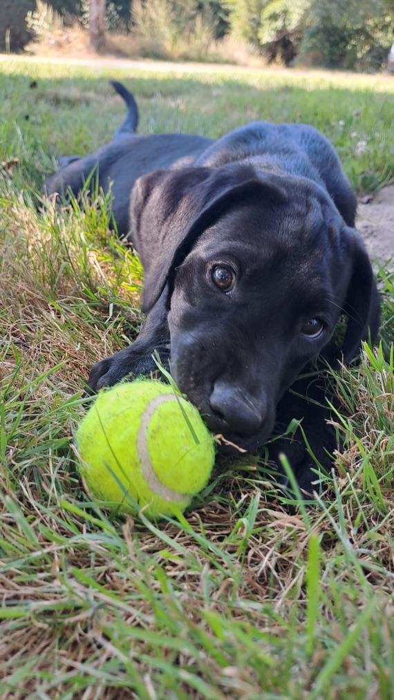 Petit mâle Labrador né le 17/05/2024 est proposé – vendu 1400 €.