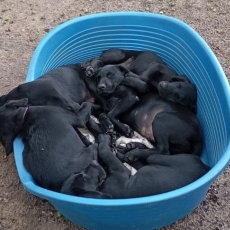 Labrador chiot vendu 1400 €