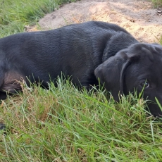 Labrador chiot vendu 1400 €