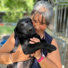 Acheter Labrador bébé pour 1400 €