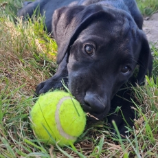 Adoption chiot Labrador au prix de 1400 €