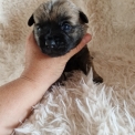 Chiot Cairn Terrier de race – prix 1200 €.