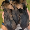 Chien Teckel  poil dur propos par llevage Le Domaine du Clos d'Estely.