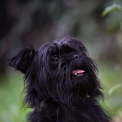 Chiot Affenpinscher de race – prix 2000 €.