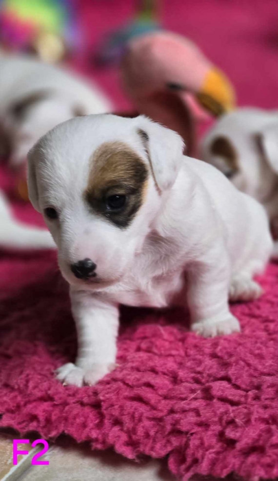 Petite femelle Jack Russell Terrier née le 23/08/2024 est proposée – vendue 900 €.