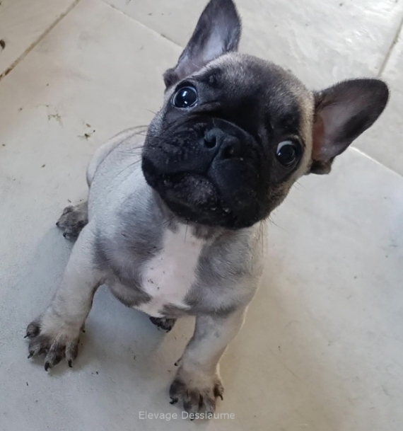 Petite femelle Bouledogue Français née le 31/05/2024 est proposée – vendue 1200 €.