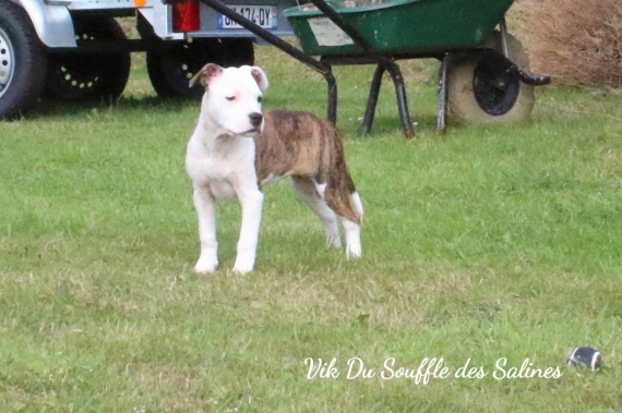 Petite femelle American Staffordshire Terrier née le 13/05/2024 est proposée – vendue 800 €.