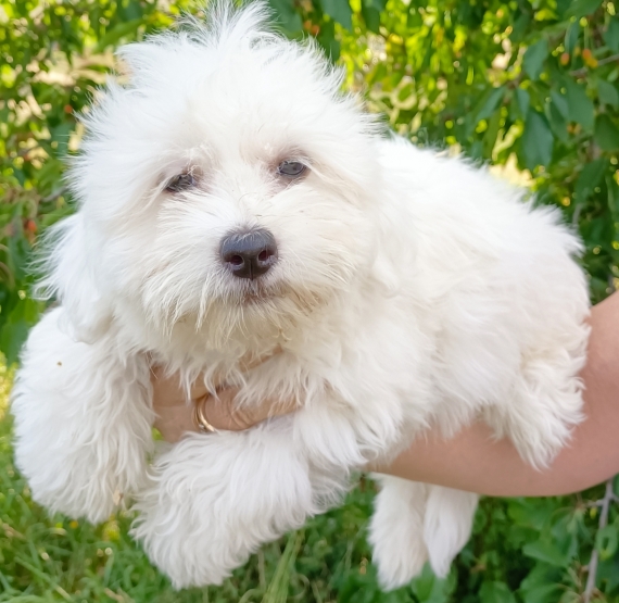 Petite femelle Coton de Tulear ne le 28/05/2024 est propose  vendue 1090 .