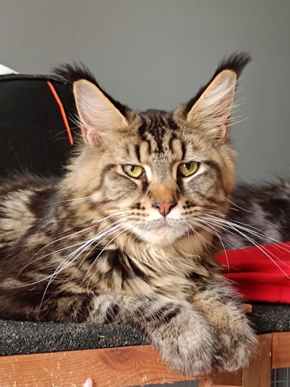 Petite femelle  née le 10/03/2026 est proposée – vendue 1450 €.