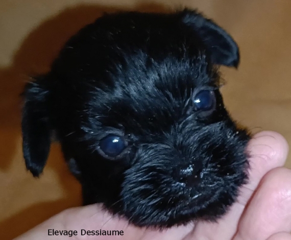 Petit mâle Affenpinscher né le 16/08/2024 est proposé – vendu 2000 €.