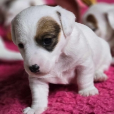 Chiot Jack Russell à adopter au prix de 900 €