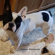 Adoption chiot Bouledogue Français au prix de 1000 €