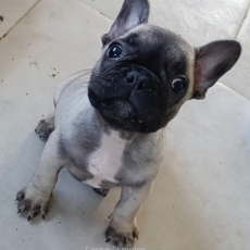 Adoption chiot Bouledogue Français au prix de 1200 €