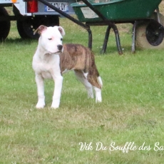 Adoption chiot American Staffordshire Terrier au prix de 800 €