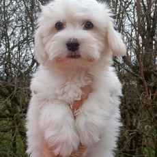 Chiot d'apparence de race Coton de Tulear  adopter.