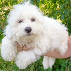 Chiot d'apparence de race Coton de Tulear  adopter.