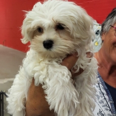 Chiot d'apparence de race Bichon Maltais  adopter.