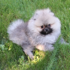 Acheter Spitz Allemand Nain bébé pour 2700 €