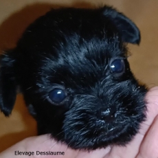 Affenpinscher chiot vendu 2000 €