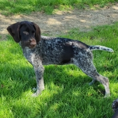 Chiot Braque Allemand à poil dur à adopter au prix de 660 €