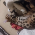 Chaton Chat Bengal de race – prix 1000 €.