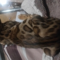 Chaton Chat Bengal de race – prix 1000 €.