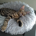 Chat Bengal chaton vendu 1000 €