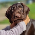 Chiot Braque Allemand  poil dur  vendre au prix de 660  vaccin et identifi.