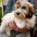 Coton de Tulear disponible dans le Doubs