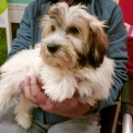 Cette petite femelle Coton de Tulear propose  l'achat est ne le 28/05/2024.