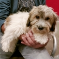 Cette petite femelle Coton de Tulear propose  l'achat est ne le 28/05/2024.