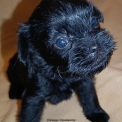 Chiot Affenpinscher de race – prix 2000 €.