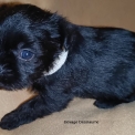 Affenpinscher disponible en Haute-Vienne