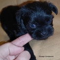 Chien Affenpinscher proposé par l’élevage Elevage Des Bois de Ciaum.