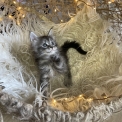 Chaton Maine Coon de race – prix 1300 €.