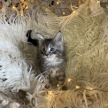 Chaton Maine Coon de race – prix 1300 €.