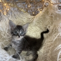 Chaton Maine Coon de race – prix 1200 €.