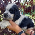 Chiot Cocker Anglais Spaniel de race – prix 1200 €.