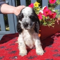 Chiot Cocker Anglais Spaniel de race – prix 1200 €.