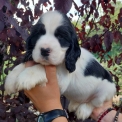 Chiot Cocker Anglais Spaniel de race  en région Bourgogne-Franche-Comté.