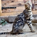 Chaton Chat Bengal de race – prix 1100 €.