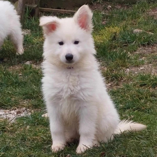 Petit mâle Berger Blanc Suisse né le 12/06/2024 est proposé – vendu 1800 €.