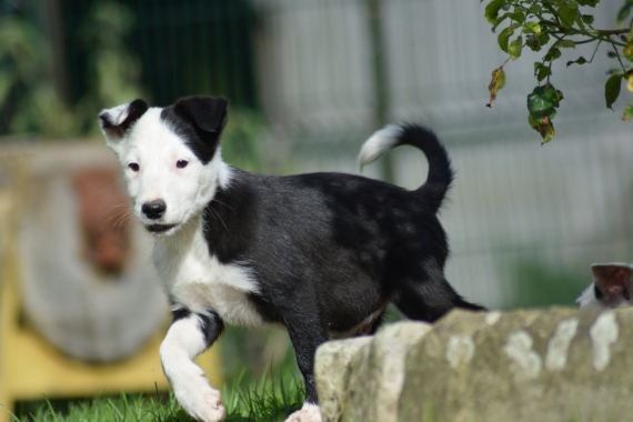 Petit mâle Border Collie né le 04/08/2024 est proposé – vendu 500 €.