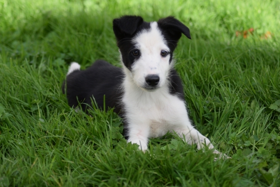 Petit mâle Border Collie né le 04/08/2024 est proposé – vendu 500 €.